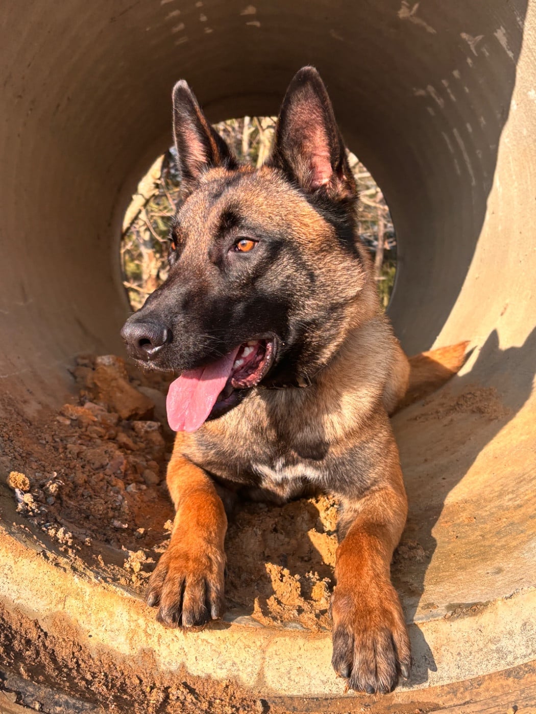 Les Berger Belge de l'affixe   du Domaine De La Rebeyrie