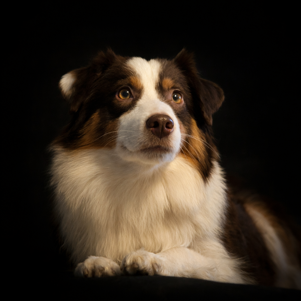 Les Berger Américain Miniature  de l'affixe   de La Lune De Feu