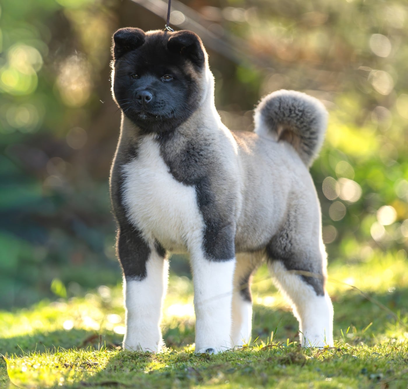 Les Akita americain de l'affixe   Des Gardiens De L'arche De Noé