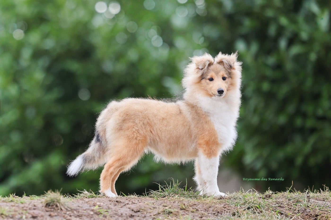 Les Shetland Sheepdog de l'affixe   Du Royaume Des Renards