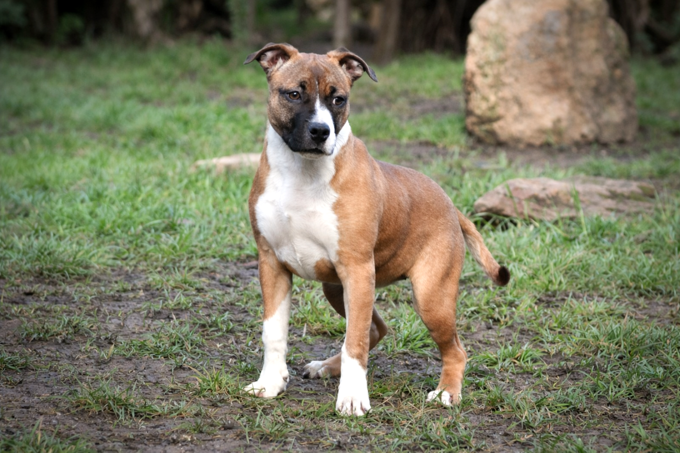 Les American Staffordshire Terrier de l'affixe   Lechis