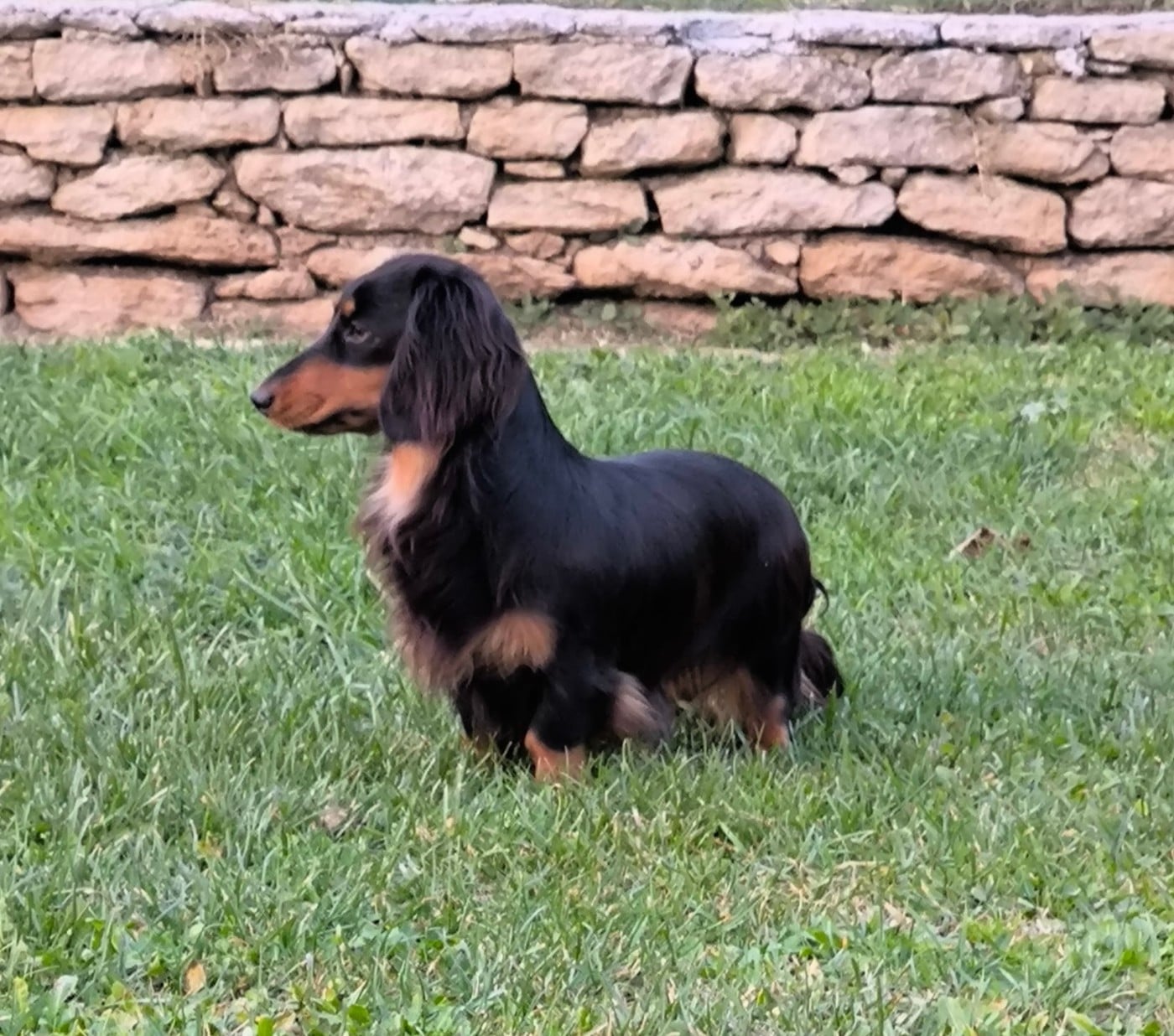 Les Teckel poil long de l'affixe   du domaine de janasse