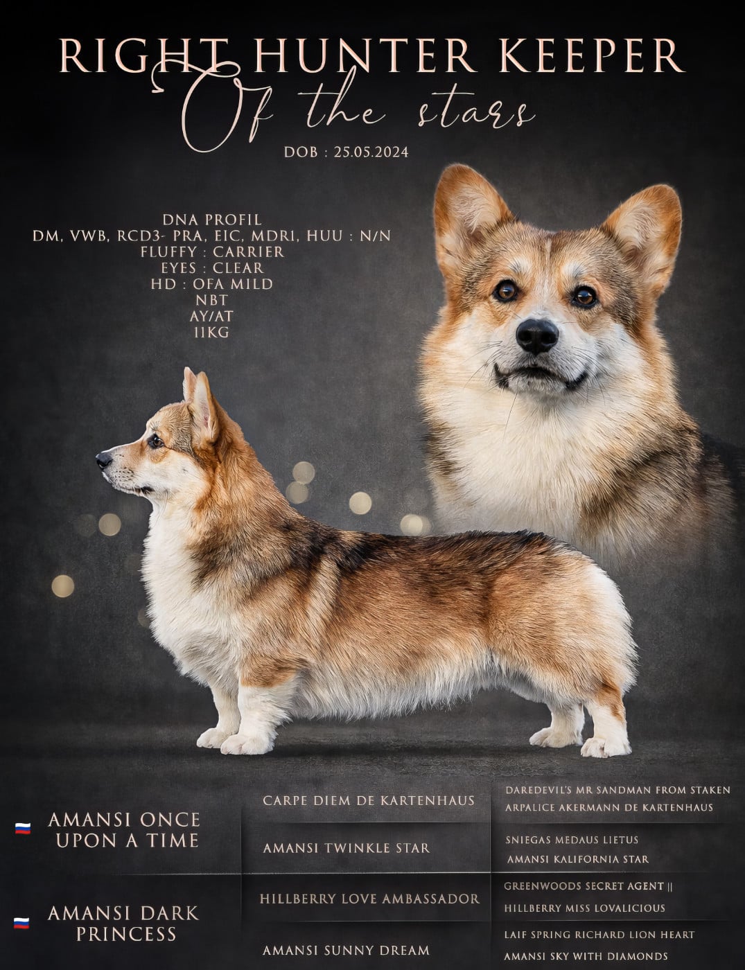 Les Welsh Corgi Pembroke de l'affixe   Des Contes Celtiques