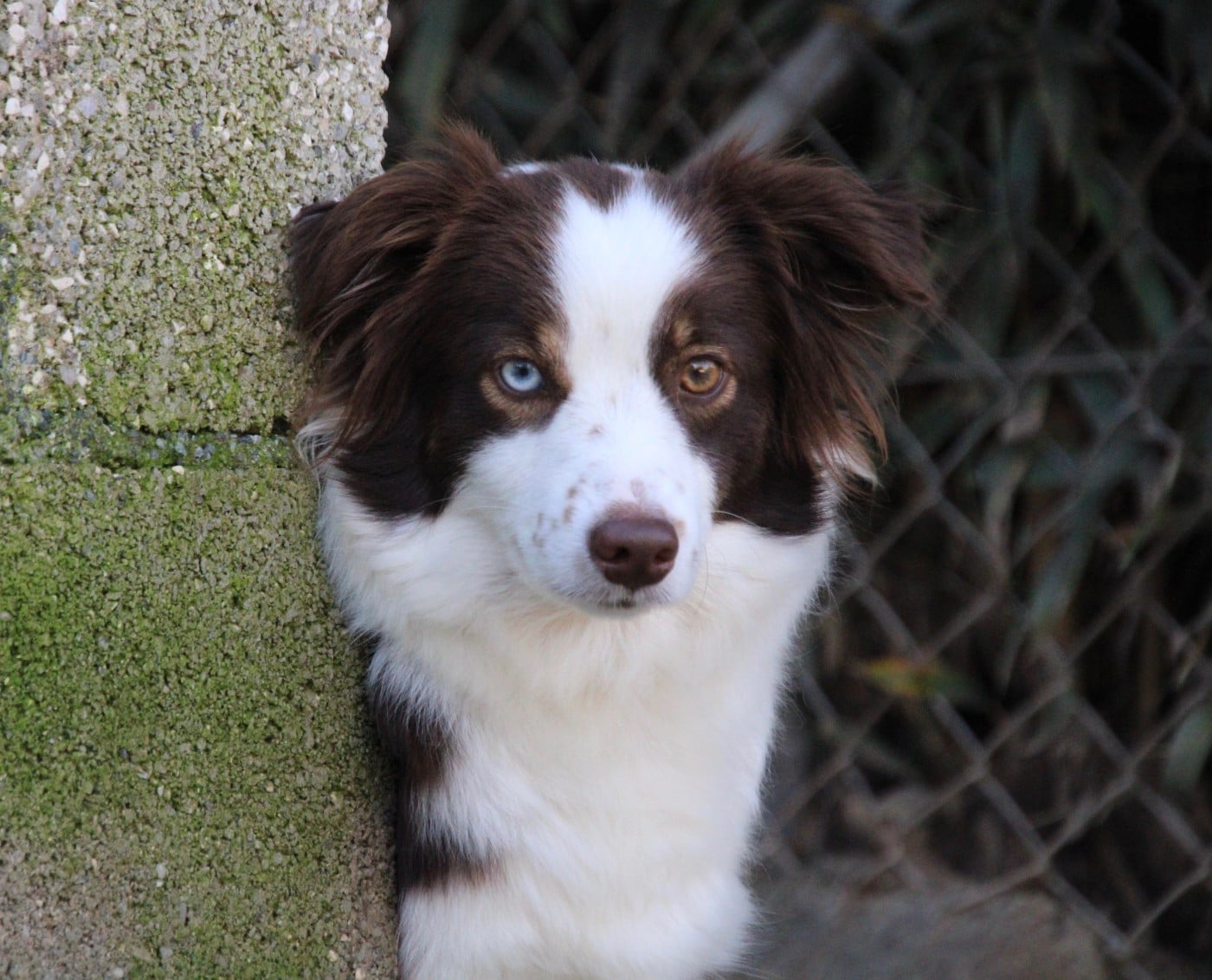 Les Berger Américain Miniature  de l'affixe   Of surf paradise