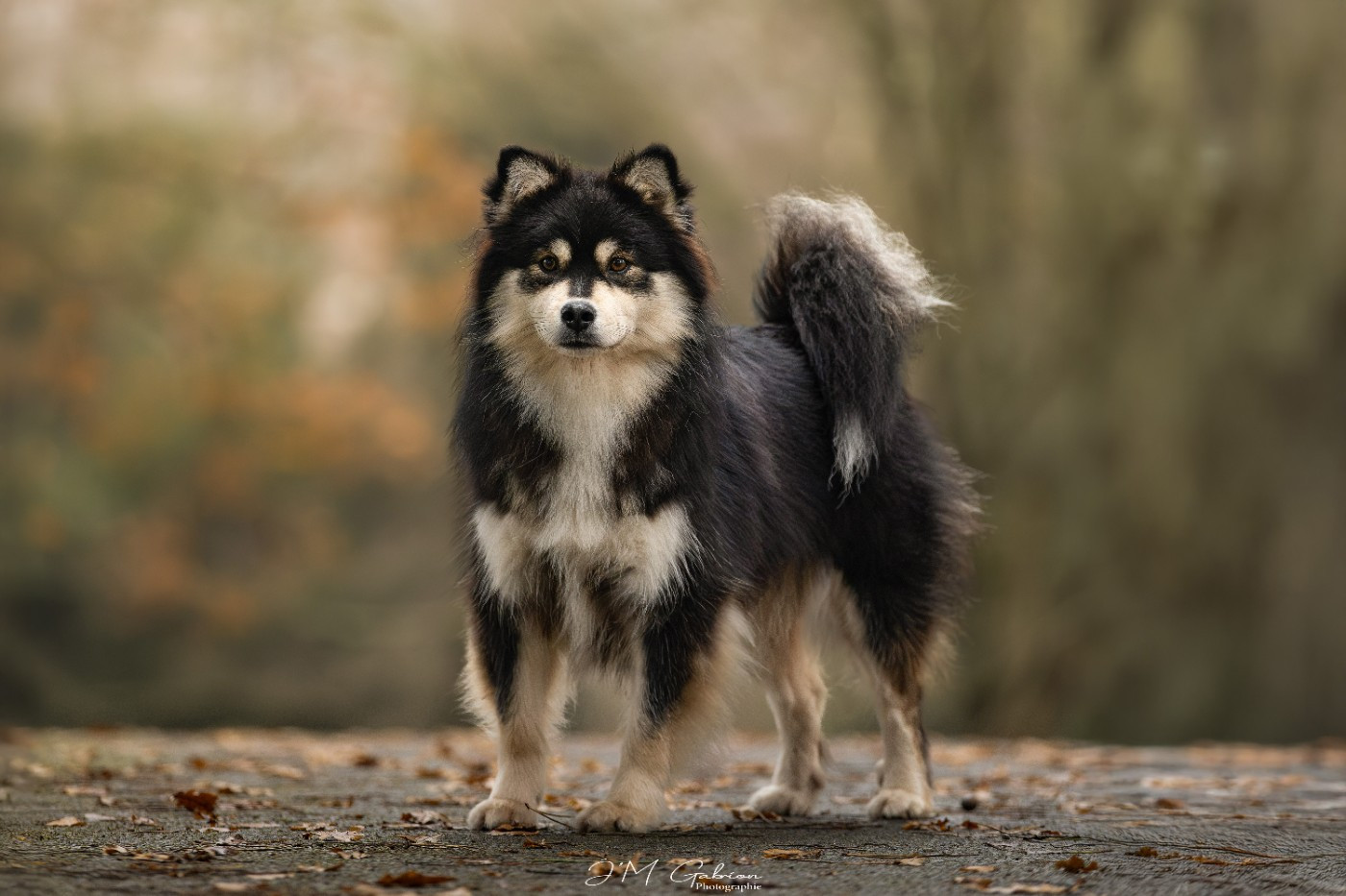 Les Chien finnois de Laponie de l'affixe   ARAINSTAR