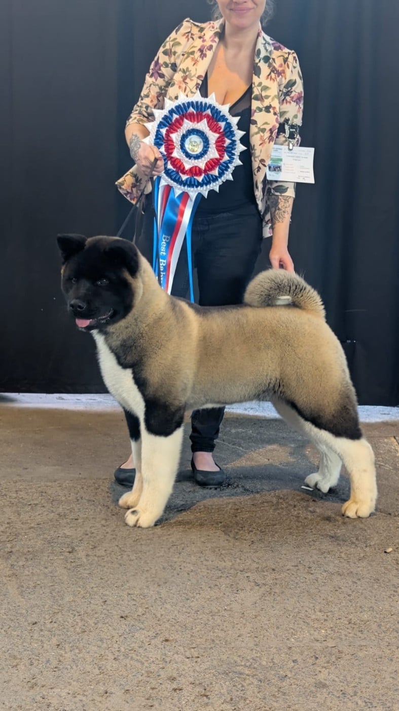 Les Akita americain de l'affixe   Des Gardiens De L'arche De Noé