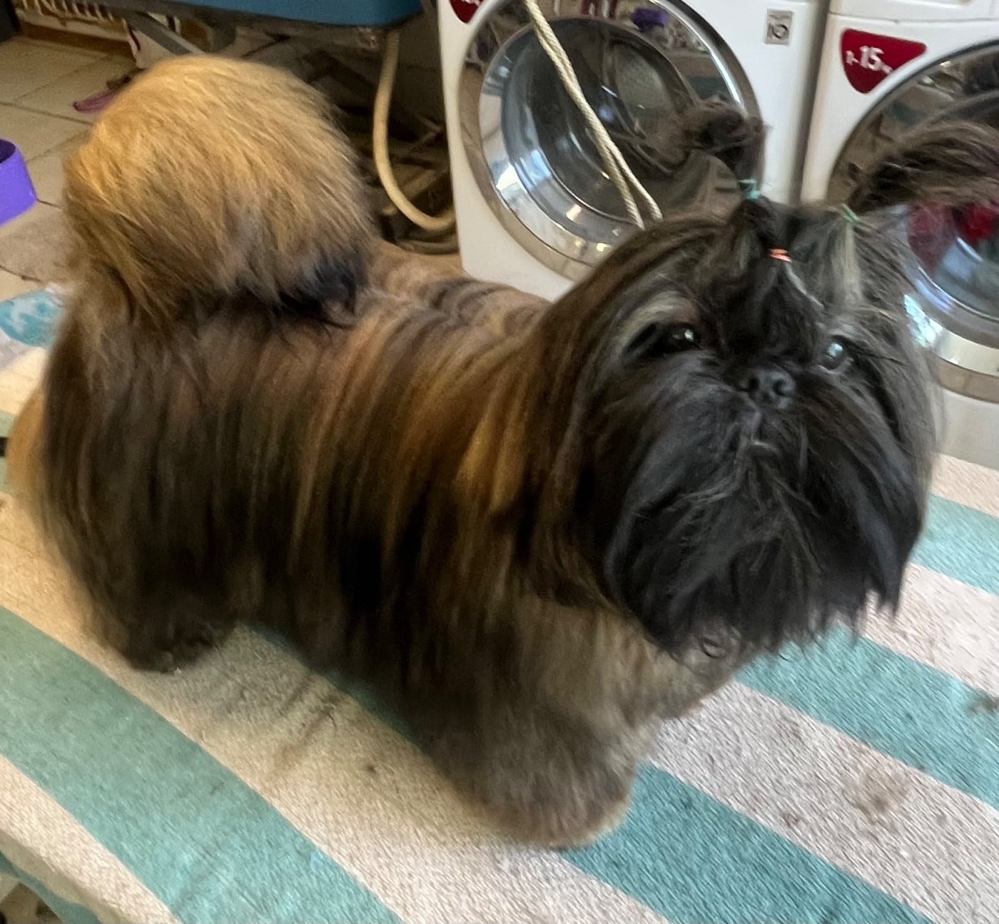 Les Shih Tzu de l'affixe   De Pepsie Pep's