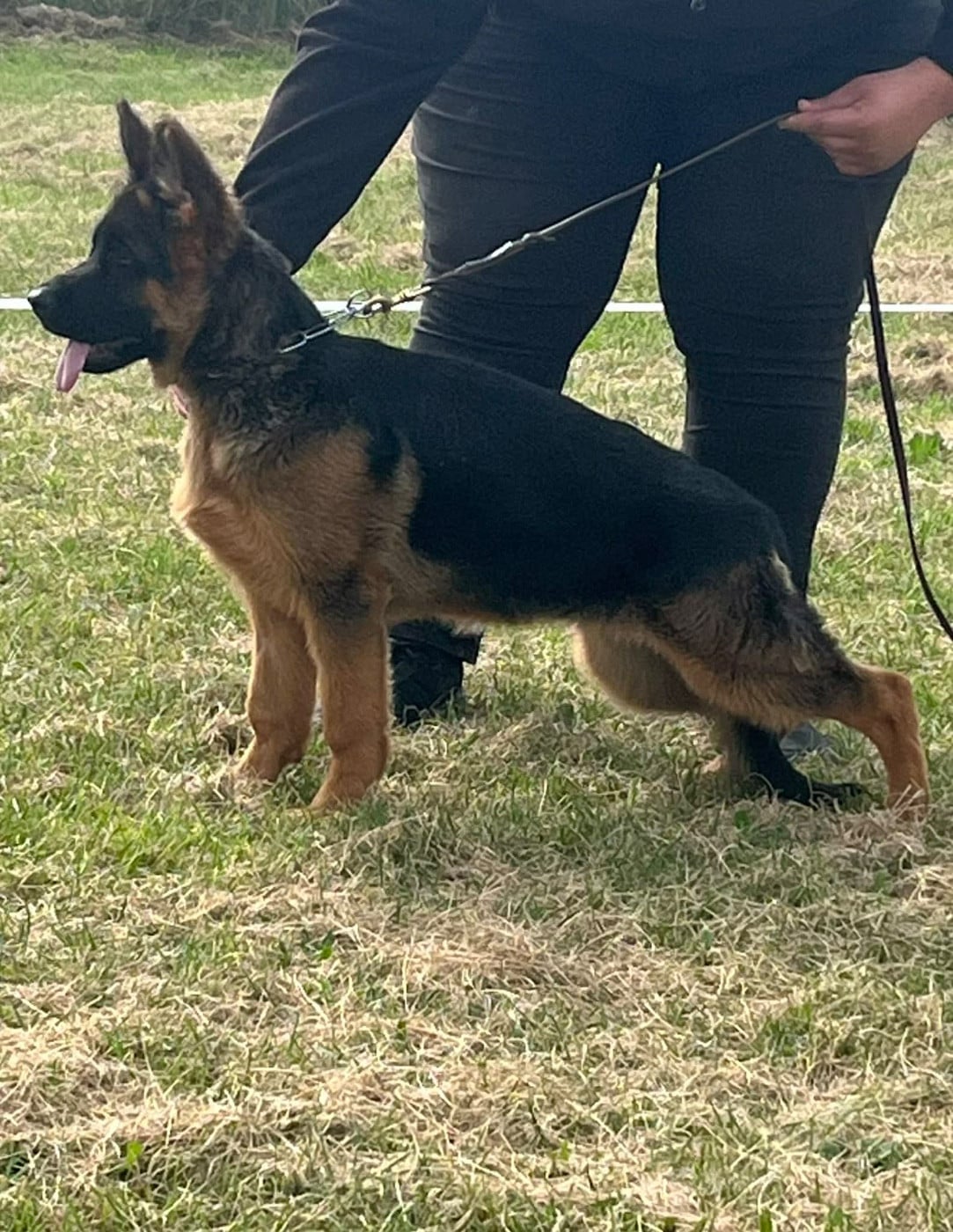 Les Berger Allemand de l'affixe   du Chemin du Torrent
