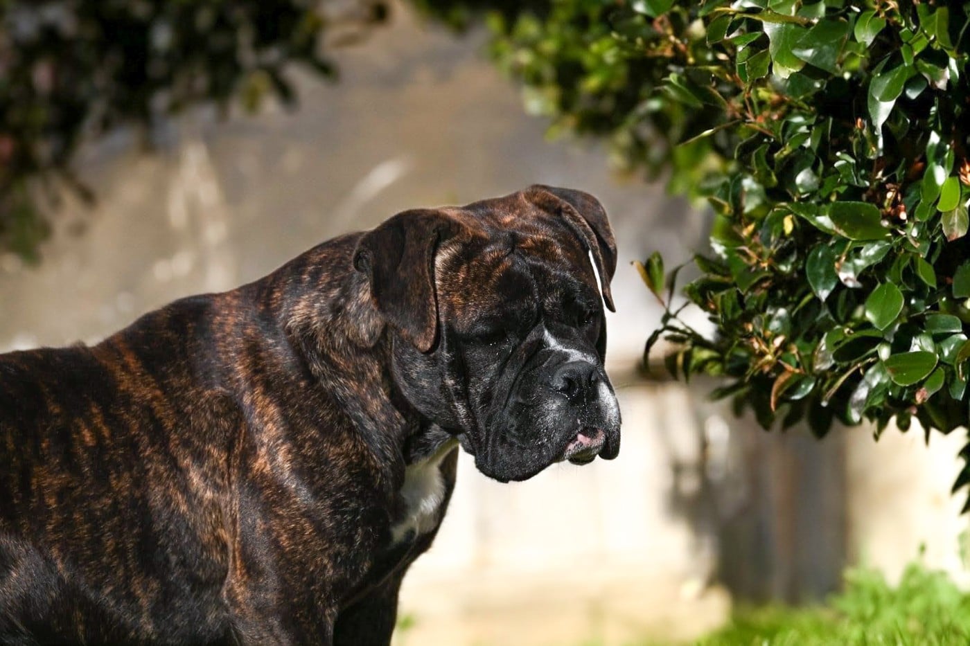 Les Bulldog continental de l'affixe   Des Symphonies d'Arlequin