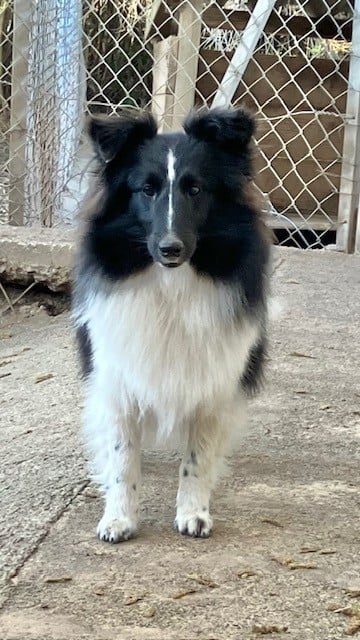 Les Shetland Sheepdog de l'affixe   Of surf paradise