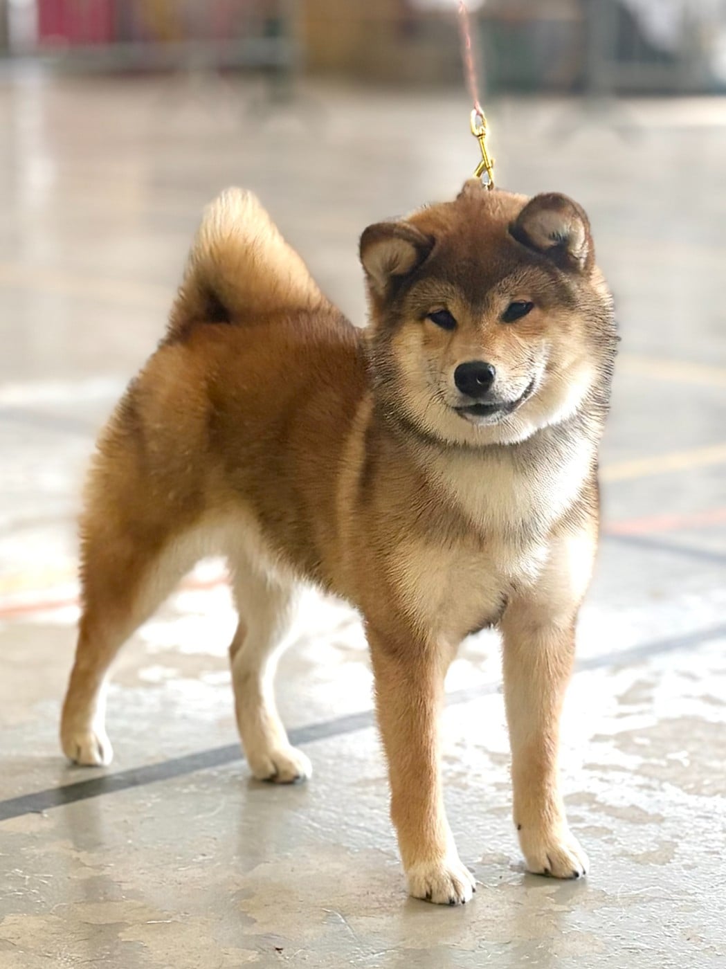 Les Shiba de l'affixe   de la Nouvelle Aube
