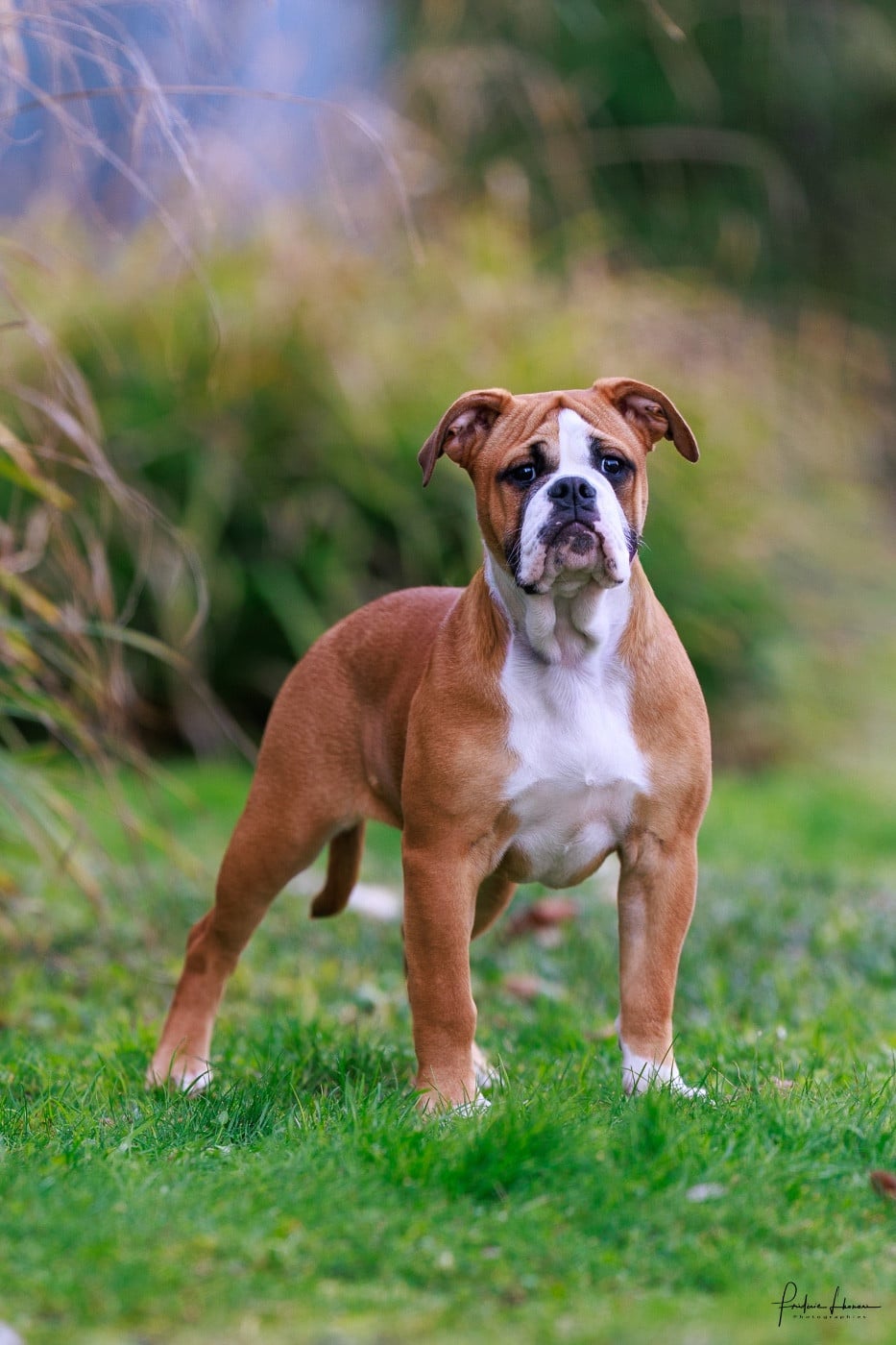 Les Bulldog continental de l'affixe   Des Perles Des Allenisses