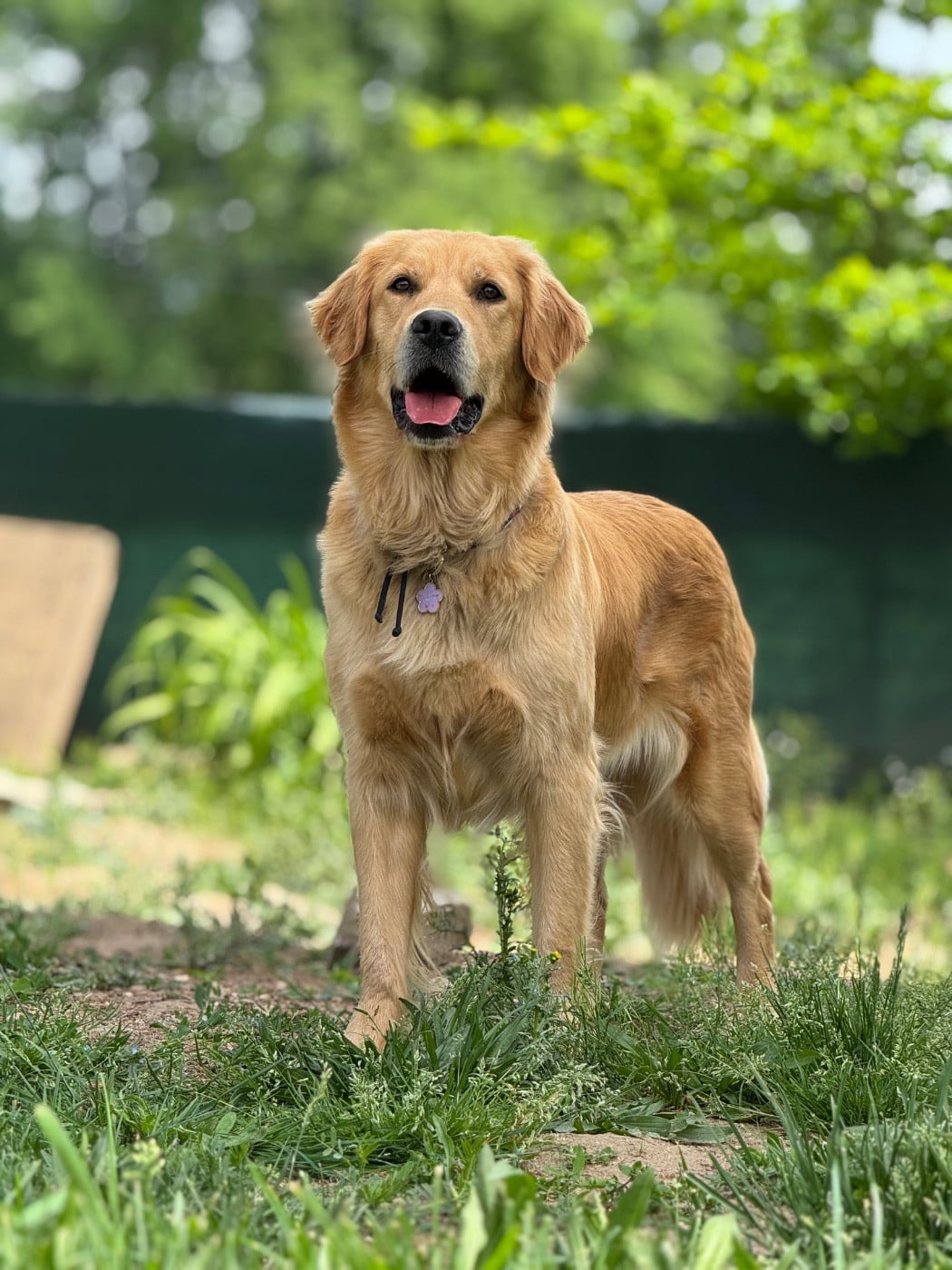 Les Golden Retriever de l'affixe   De La Meute Dorée