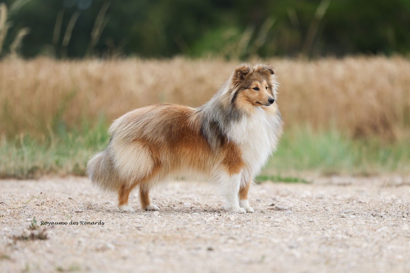 Les Shetland Sheepdog de l'affixe   Du Royaume Des Renards