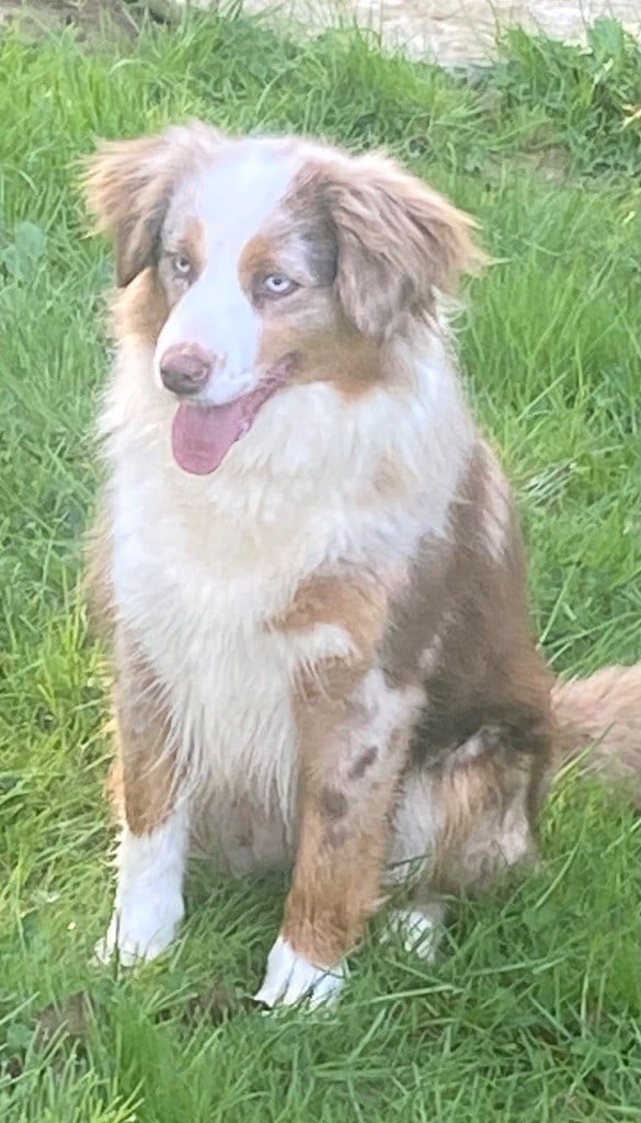 Les Berger Américain Miniature  de l'affixe   Benoit Prince