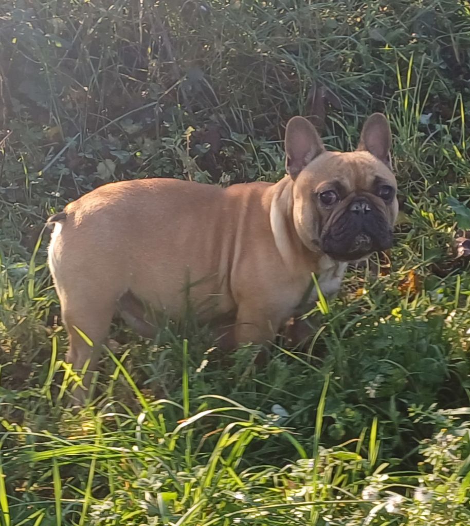 Les Bouledogue français de l'affixe   Du Domaine Des Pictons