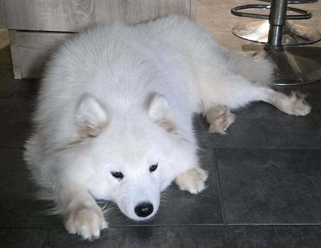 Les Samoyède de l'affixe   de la Meute des Louves Nordiques