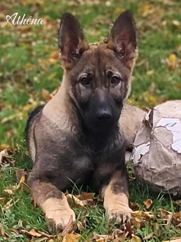 Les Berger Allemand de l'affixe   du Domaine Des Crocs Fideles