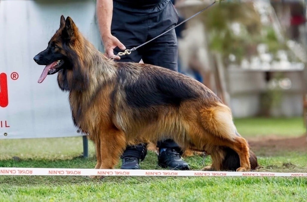 Les Berger Allemand Poil Long de l'affixe   Du Domaine De Brenda