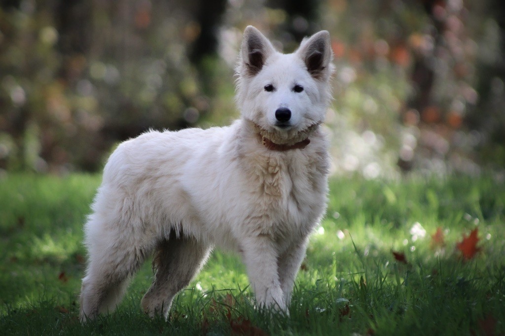 Les Berger Blanc Suisse de l'affixe   Des Traces De Loup