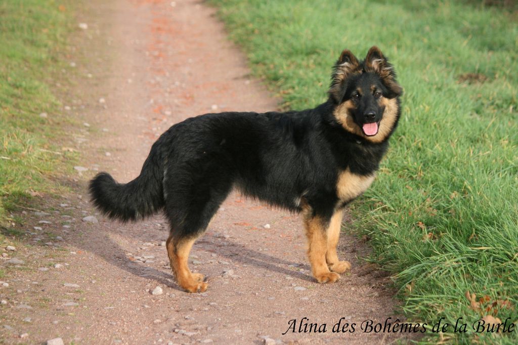 Les Berger de boheme de l'affixe   Des Bergers Du Landas