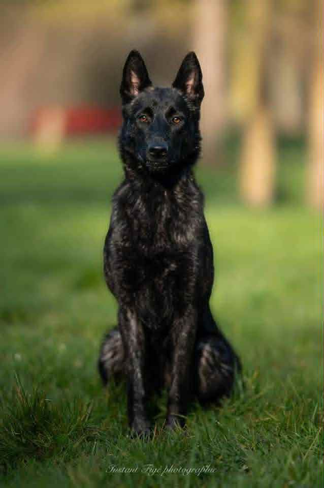 Les Berger hollandais de l'affixe   Des Bebouw D'Urka