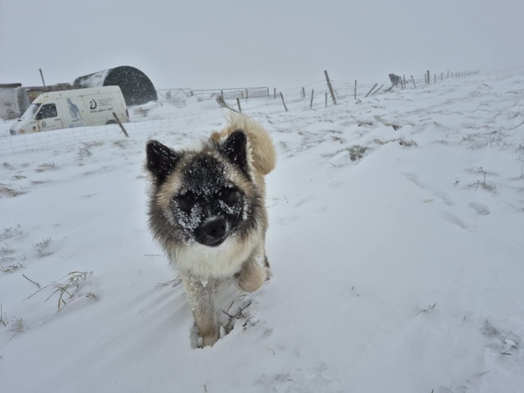 Les Berger islandais de l'affixe   of Sipawaban
