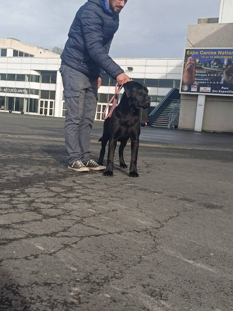Les Cane Corso de l'affixe   Des Queues De Luma