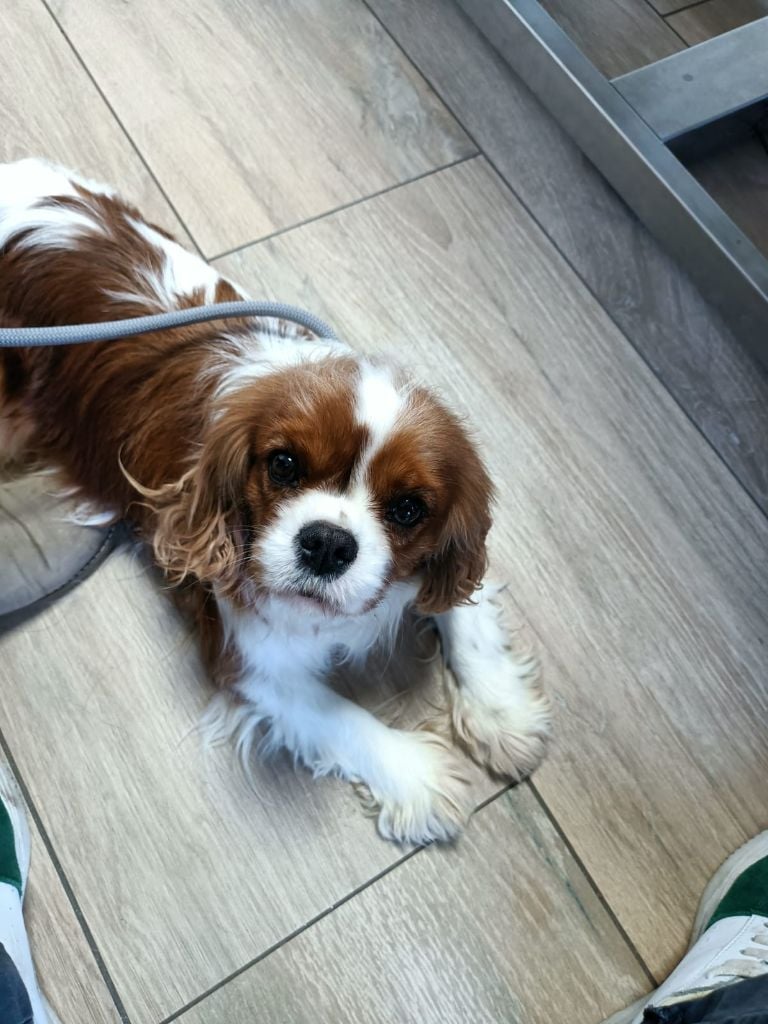 Les Cavalier King Charles Spaniel de l'affixe   Des Queues De Luma