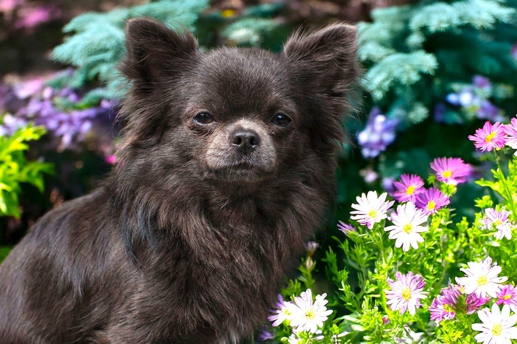 Les Chihuahua de l'affixe   Du Mas De La Hillane