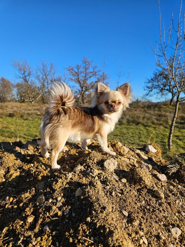 Les Chihuahua de l'affixe   Stella Comae Bérénices