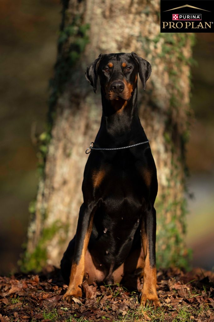 Les Dobermann de l'affixe   Des Brumes De Kalhan