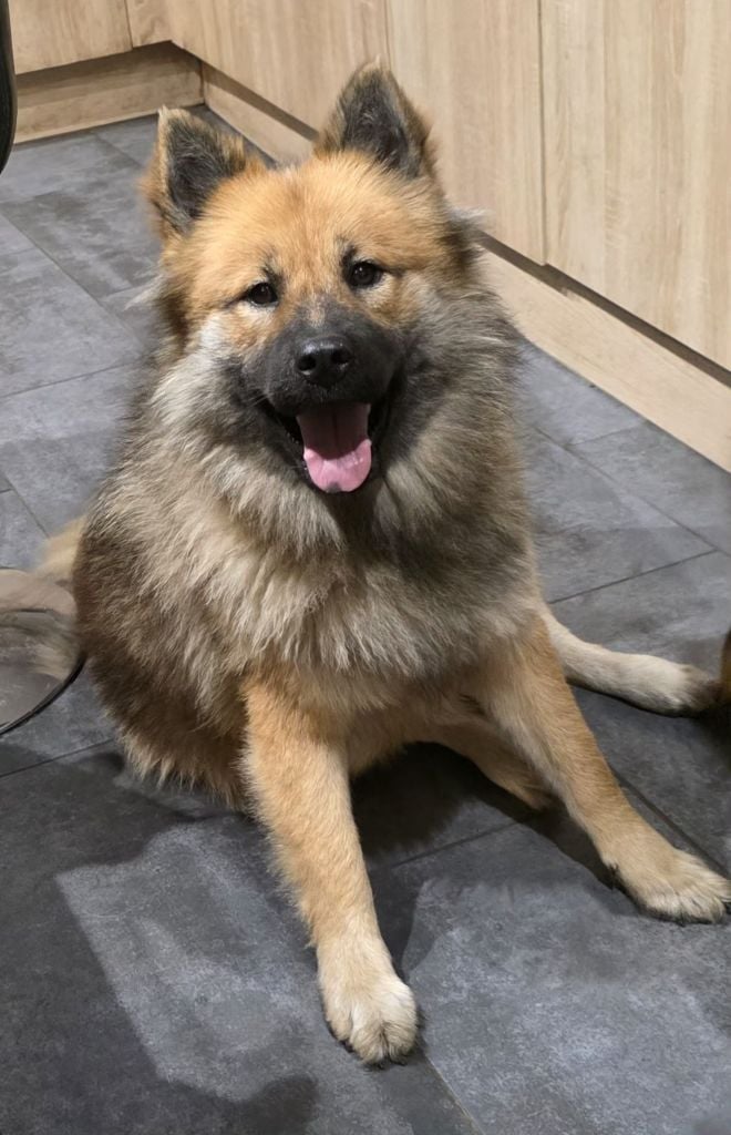 Les Eurasier de l'affixe   de la Meute des Louves Nordiques