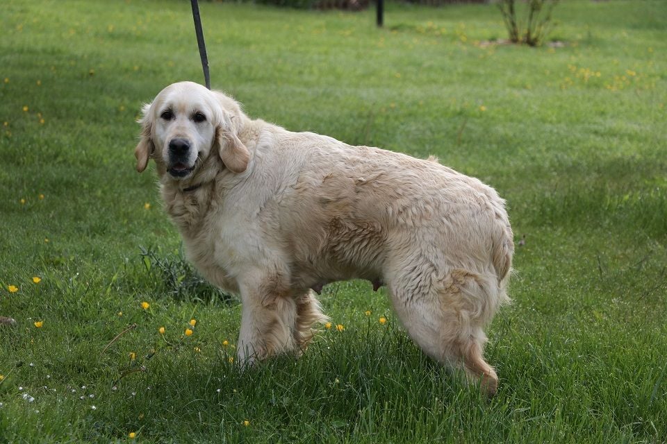 Les Golden Retriever de l'affixe   domaine du hameau du fayel