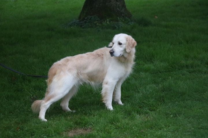 Les Golden Retriever de l'affixe   domaine du hameau du fayel