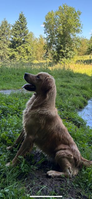 Les Golden Retriever de l'affixe   Du domaine de la villatelle