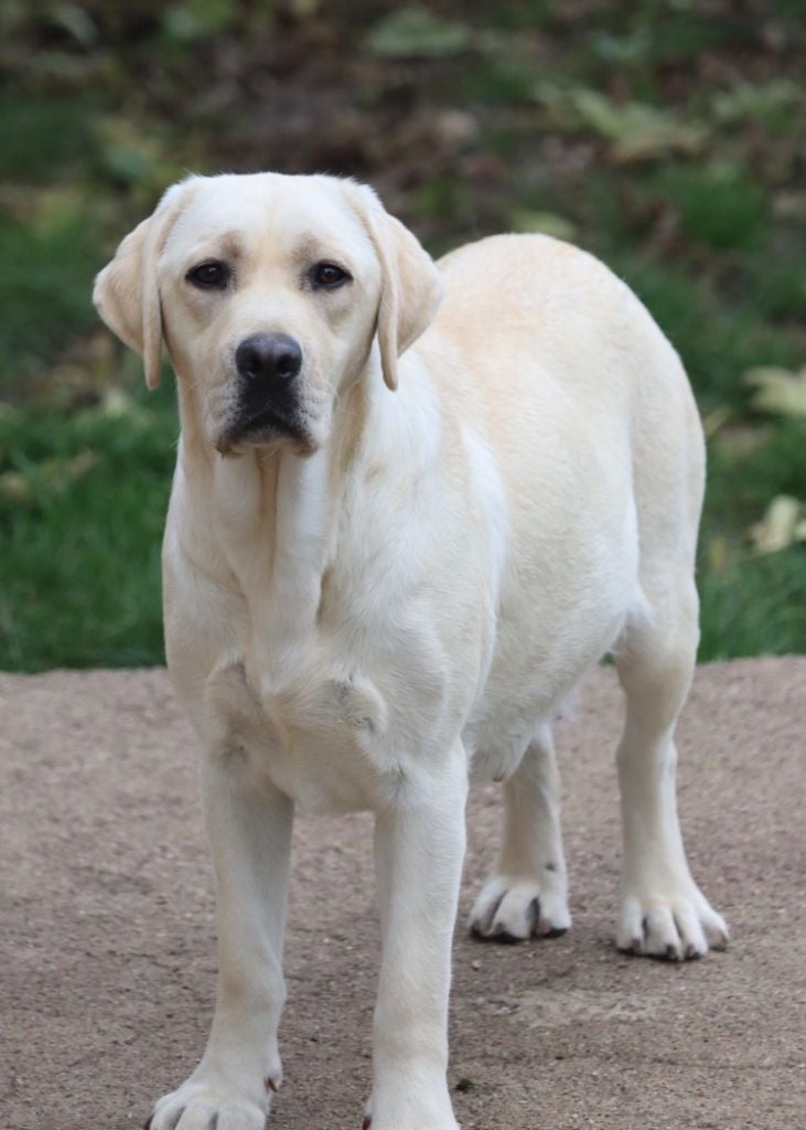 Les Labrador Retriever de l'affixe   Des Vallées De Galway