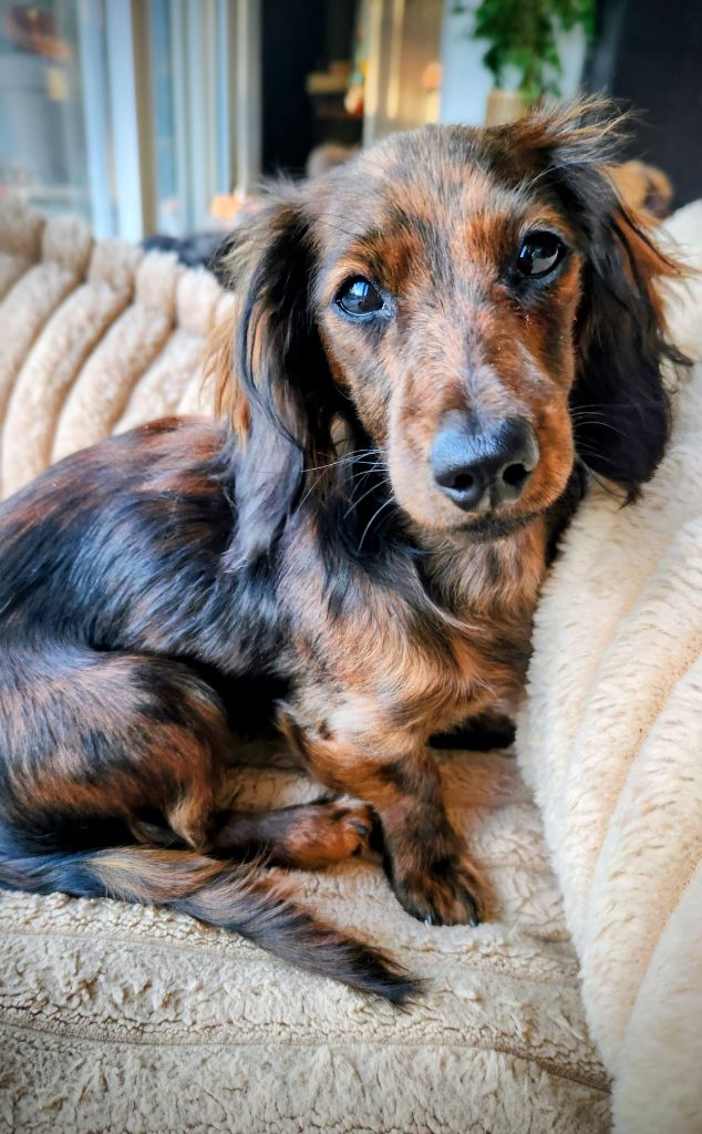 Les Teckel poil long de l'affixe   au Paradis des Poilus