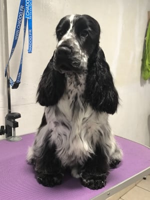 Étalon Cocker Spaniel Anglais - CH. J LUX Arélle Des Merveilles D'orion