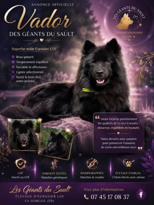 Étalon Eurasier - Vador Des Geants Du Sault
