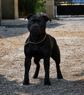 Étalon Staffordshire Bull Terrier - Terrier's Paradise Anoushka