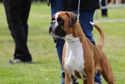Étalon Boxer - Apple Du Haras Des Fougeres