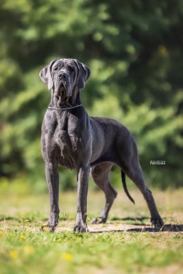 Étalon Dogue allemand - Amaya Des Terres De Phelyzia