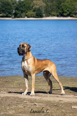 Étalon Dogue allemand - Arthas Du Dragon De La Plume Dorée