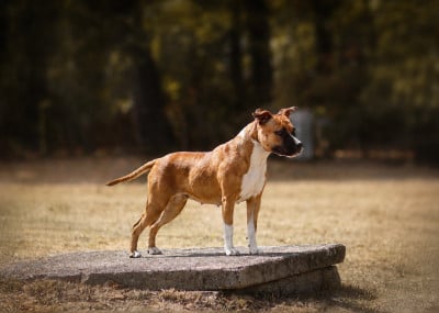 Étalon American Staffordshire Terrier - Lechis Absolute Control