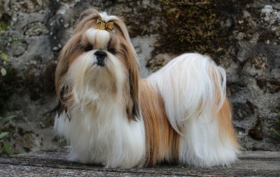Étalon Shih Tzu - Am stram gram Land Of Pandora