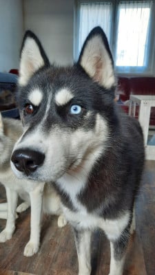 Étalon Siberian Husky - Liubov's Astre noir
