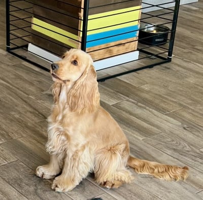 Étalon Cocker Spaniel Anglais - AÏdi Du Royaume Des Quatre Pattes