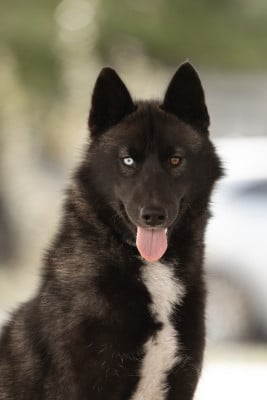 Étalon Siberian Husky - ALICE (Sans Affixe)
