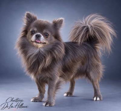 Étalon Chihuahua - Vogue diamond Des Pattounes Douces
